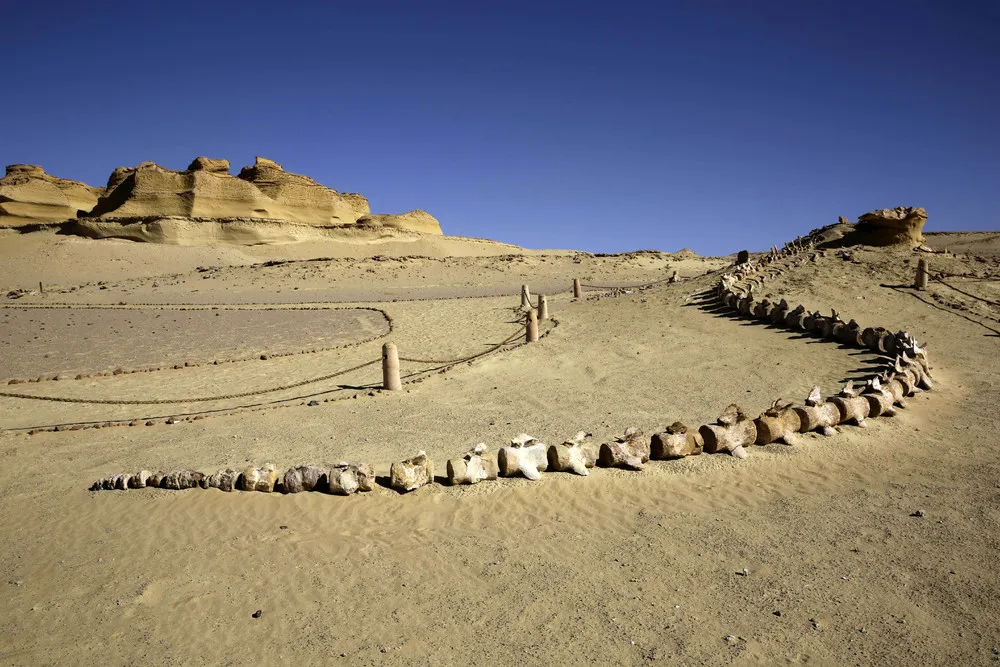 Middle East's First Museum Dedicated to Fossils