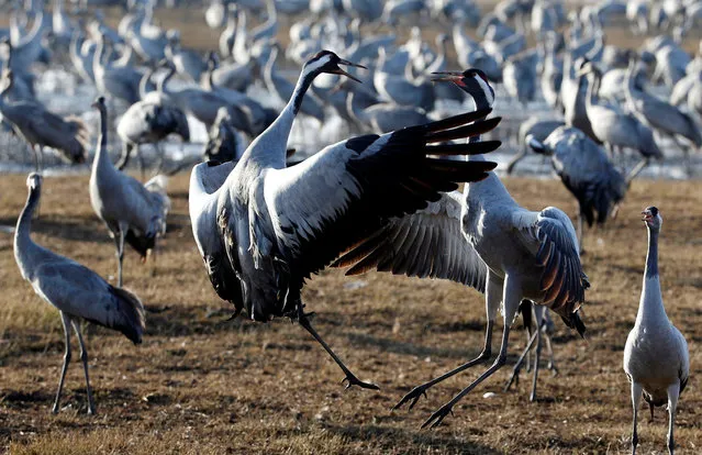 Migrating cranes are seen at the Hula Lake Ornithology and Nature Park in northern Israel, which is a stopping point for hundreds of species of birds along their migration route between the northern and southern hemispheres during the cold season December 7, 2016. (Photo by Baz Ratner/Reuters)