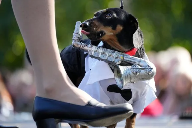 A woman walks a podium with her dachshund dressed as a musician during a dachshund parade festival in St. Petersburg, Russia, Saturday, September 16, 2023. (Photo by Dmitri Lovetsky/AP Photo)