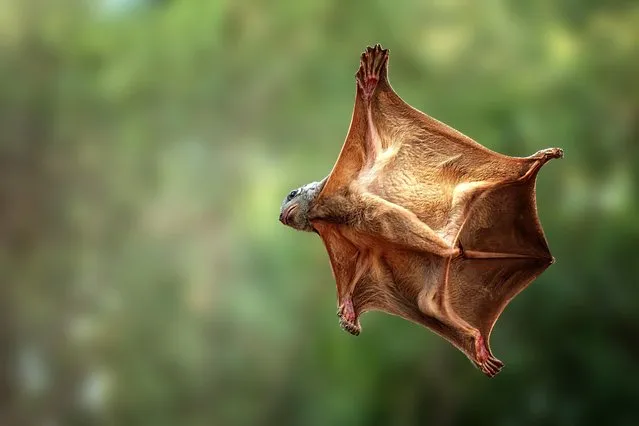 A flying lemur glides through the air in West Java, Indonesia in the first decade of October 2023. The photographer said the animal veered away from him at the last minute. (Photo by Dzul Dzulfikri/Animal News Agency)