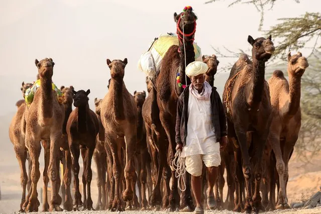 An Indian camel herder walks with his camels at the Pushkar Camel Fair in Pushkar, in the western state of Rajasthan, on November 15, 2018. Thousands of livestock traders from the region come to the traditional camel fair where livestock, mainly camels, are traded. The annual five- day camel and livestock fair is one of the world' s largest camel fairs. (Photo by Himanshu Sharma/AFP Photo)