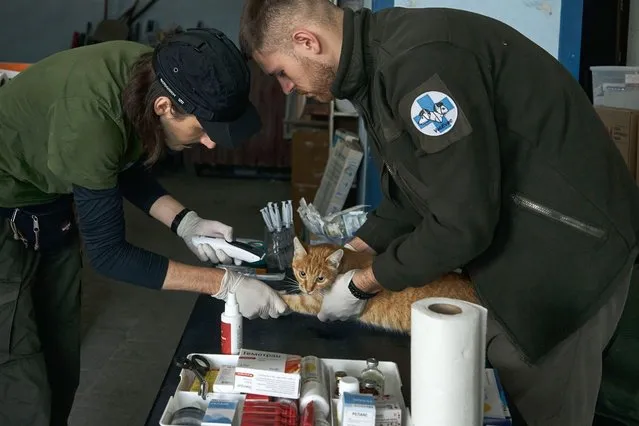 Two volunteer veterinarians place a medical catheter on the cat and prepare it for castration surgery, an effort that helps manage the increasing population of wild cats in frontline villages, on October 3, 2023 in Zaporizhzhia region, Ukraine. A group of Ukrainian volunteer veterinarians from Kyiv headed to the village of Tavriyske, 25 km from the Ukraine-Russia war frontline, to administer vaccines, sterilize animals, and treat diseases. Tavriyske is positioned just 15 kilometers from Orihiv, a locality that faces relentless bombardment from artillery and aviation on a daily basis. the southern Zaporizhzhia region has emerged as one of the most active fronts since Ukraine initiated its counteroffensive during the summer. However, a significant portion of this region continues to be under Russian occupation. (Photo by Libkos/Getty Images)