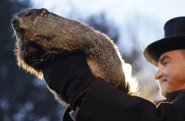 Groundhog Club co-handler John Griffiths holds Punxsutawney Phil during the annual celebration of Groundhog Day on Gobbler's Knob in Punxsutawney, Pa., Tuesday, February 2, 2016. The handlers say the furry rodent has failed to see his shadow, meaning he's “predicted” an early spring. (Photo by Keith Srakocic/AP Photo)