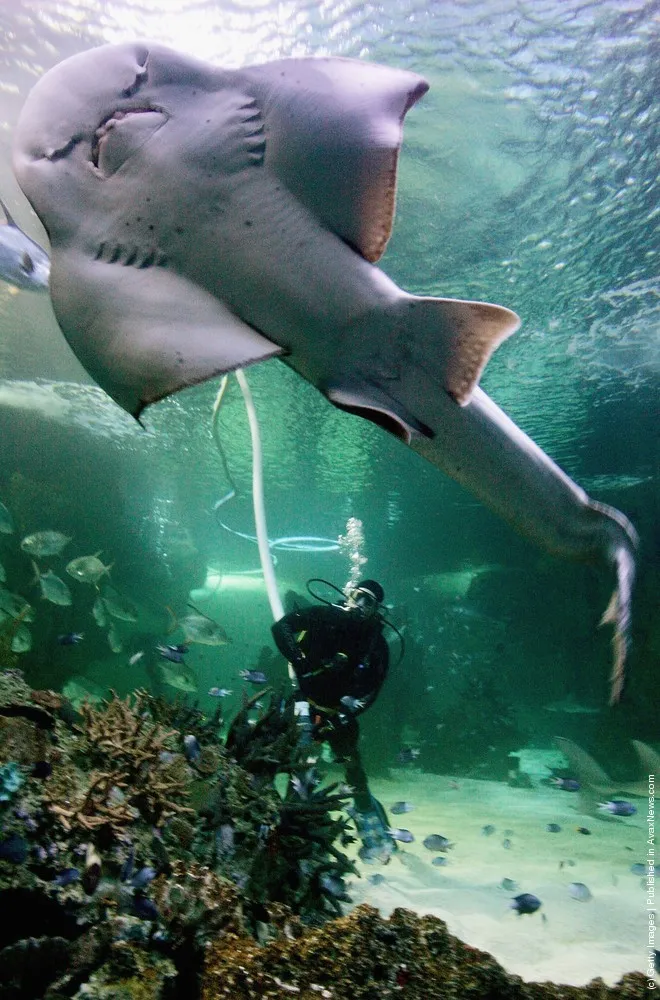 Spring Clean At Sydney Aquarium