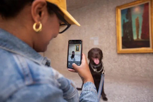 A woman takes a picture of her dog during the “Art and Dogs” exhibition at the Rufino Tamayo Contemporary Art Museum, in Mexico City, Mexico October 21, 2023. (Photo by Quetzalli Niche-Ha/Reuters)