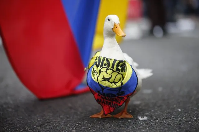 A duck dons a bandana in national colors during an anti-government protest in Bogota, Colombia, Tuesday, July 20, 2021, as the county marks its Independence Day. (Photo by Ivan Valencia/AP Photo)