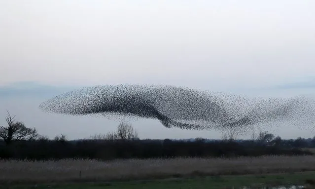 Thousands of starlings fly in a “murmuration” as they return to roost at dusk near Charlton-on-Otmoor, southern England, February 11, 2016. (Photo by Eddie Keogh/Reuters)