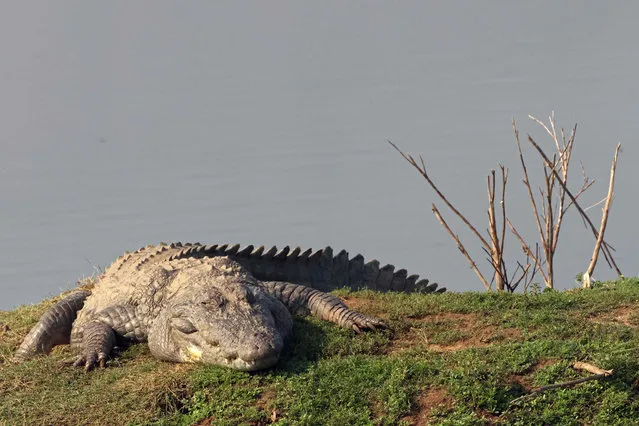 In this photograph taken on November 12, 2023, a mugger crocodile is pictured at the Sariska Tiger Reserve in Alwar district of India's Rajasthan state. (Photo by Sebastien Berger/AFP Photo)