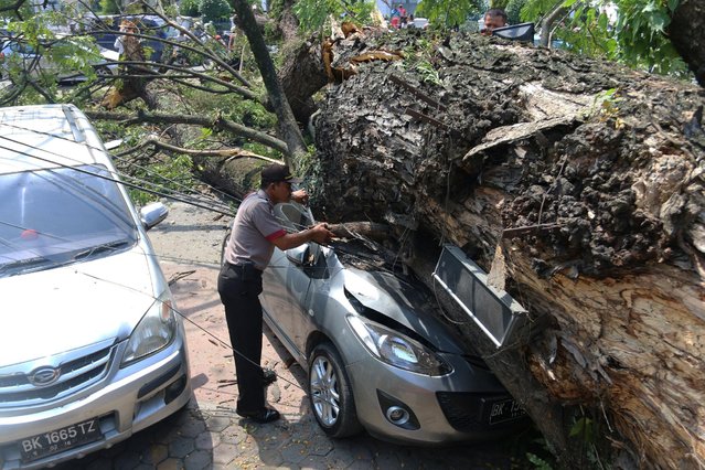 An Indonesia policeman inspects a car crushed by a giant tree, which collapsed and hit two cars causing three people injured, Antara Foto said, in Medan, Indonesia, January 9, 2017. (Photo by Irsan Mulyadi/Reuters/Antara Foto)