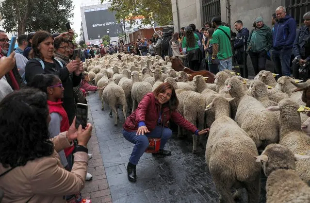 A woman poses for a photograph next to a flock during the annual sheep parade, during which shepherds exercise their right to use traditional migration routes for their livestock from northern Spain to winter grazing pasture land in the southern areas of the country, on the streets of Madrid, Spain on October 23, 2022. (Photo by Violeta Santos Moura/Reuters)
