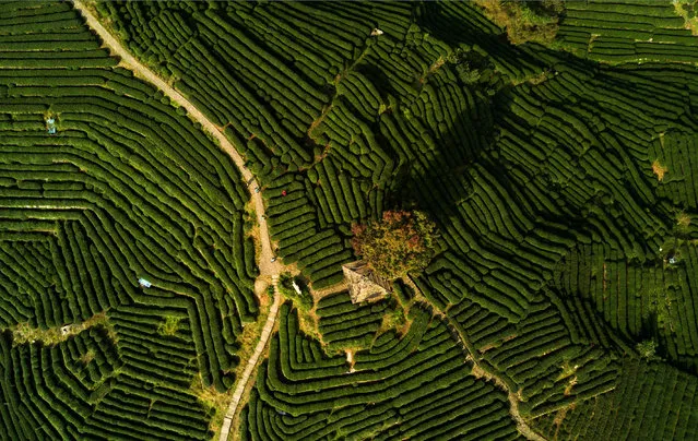 This picture taken on November 3, 2016 shows a tea farmer (R) working in the tea plantations near Longjing village near Hangzhou, the capital of Zhejiang Province in east China. Longjing is regarded as one of the best teas in China, as well as one of the most expensive. (Photo by Johannes Eisele/AFP Photo)