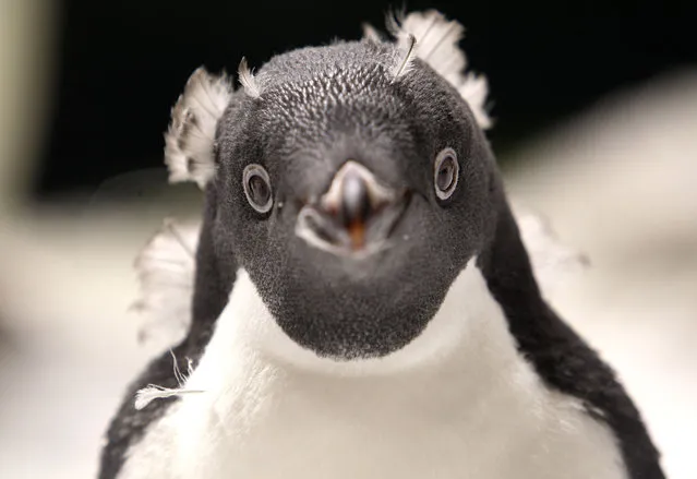 An Adelie penguin (Pygoscelis adeliae) is seen at an Antarctic environment recreated at the Guadalajara Zoo, in Jalisco State, Mexico on February 6, 2019. The first birth of this species in Latin America took place a month ago in the zoo. (Photo by Ulises Ruiz/AFP Photo)