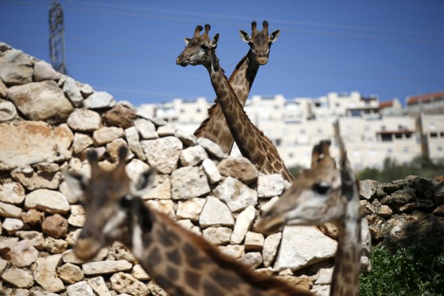 Giraffes stand in their enclosure at Jerusalem's Biblical Zoo February 24, 2016. (Photo by Ronen Zvulun/Reuters)