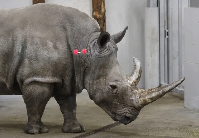 Female southern white rhino, 17-year-old Hope, is shot with tranquilizing darts, so a team of experts can harvest its eggs, at a zoo park in Chorzow, Poland, Wednesday, February 13, 2019. (Photo by Petr David Josek/AP Photo)