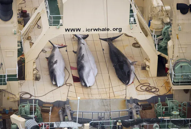 Three Minke whales are pictured on the deck of the Japanese whaling vessel Nisshin Maru inside what Sea Shepherd Australia says is an internationally recognised whale sanctuary in this handout image dated January 5, 2014