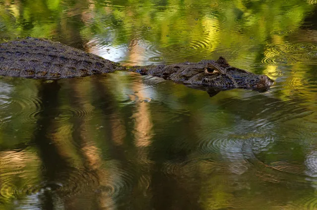 A caiman swims in Canal das Taxas at the Recreio dos Bandeirantes neighborhood in west Rio de Janeiro, Brazil, on November 22, 2023. The urban expansion of the area and the resulting pollution have put the yacare caiman (Caiman latirostris) “in danger of extinction”. (Photo by Tercio Teixeira/AFP Photo)