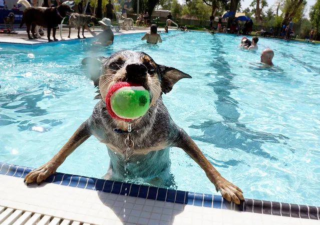 A 2 year old cattle dog emerges from the water after retrieving a ball during the 2nd Annual Rio Grande Doggy Paddle held at the Rio Grande Pool, Albuquerque, New Mexico, USA on September 12, 2021. (Photo by Adolphe Pierre-Louis/Albuquerque Journal via ZUMA/Rex Features/Shutterstock)