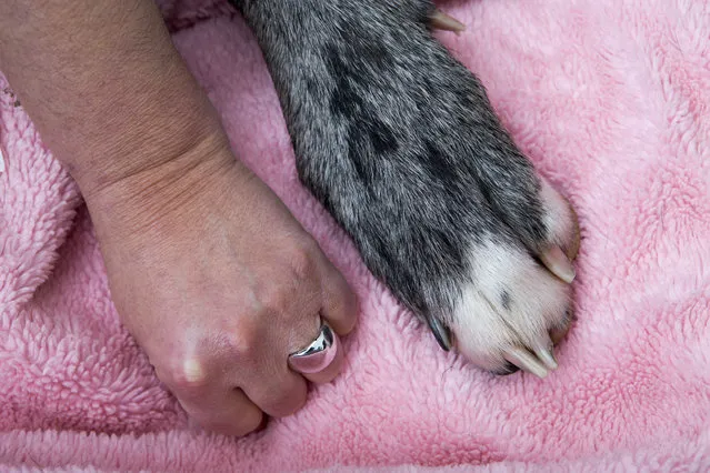 A comparison of Britain's biggest dog, 18 month old great Dane, Freddy's giant feet with dwarf Claire Stoneman's hand at her home in Southend-on-Sea, Essex, England. (Photo by Matt Writtle/Barcroft Media)