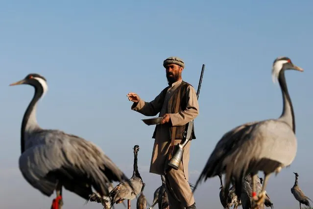 Jan Agha feeds his cranes at a field in Bagram, Parwan province, Afghanistan on April 10, 2019. With environmental controls virtually non-existent, there is little check on how many birds are caught or shot. Agha, who started hunting when he was around 12 or 13, reckons he has taken more than 1,000 cranes and an uncountable number of quails, ducks hawks and sparrows. (Photo by Mohammad Ismail/Reuters)