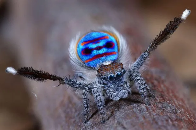 Peacock Spider Maratus Speciosus by Jurgen Otto