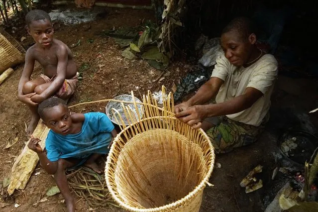 Ba'aka pygmies in their forest home, February 2016. Ba'aka split their time between village and forest. Here, in their forest home, traditional life continues in the face of multiplying challenges ranging from poachers, to ill health. (Photo by Susan Schulman/Barcroft Images)