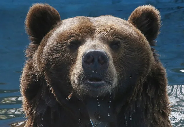 Buyan, a 15-year-old male Siberian brown bear, looks out from a pool inside an open-air cage at the Royev Ruchey Zoo in the Siberian city of Krasnoyarsk, Russia, May 15, 2015. (Photo by Ilya Naymushin/Reuters)