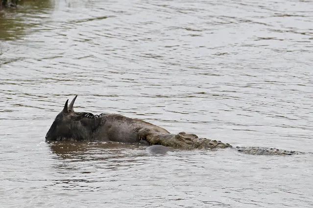 The gnu struggling to get to the bank of the river is dragged back by the crocodile. (Photo by Vadim Onishchenko/Caters News)