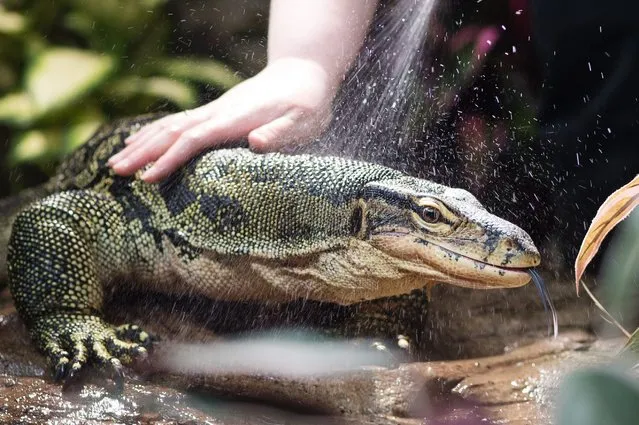 A water monitor named Salvatore is rinsed with water by a biologist at the Sea Life public aquarium in Timmendorfer Strand, Germany, 05 April 2016. (Photo by Lukas Schulze/EPA)