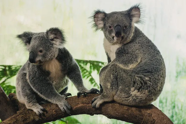 A picture made available 20 May 2015 shows Koalas on exhibit at the Singapore Zoo, Singapore, 19 May 2015. Four female koalas named Chan, Idalia, Paddle and Pellita arrived in Singapore on 13 April 2015 on loan from the Lone Pine Koala Sanctuary, in Brisbane, Australia, and will make Singapore Zoo their temporary home for the next six months. The koala exhibit opens to public on 20 May 2015. (Photo by Tom White/EPA)