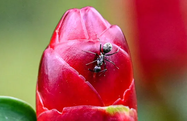A black ant crawls on a flower bud at Gardens by the Bay in Singapore on March 11, 2024. (Photo by Roslan Rahman/AFP Photo)