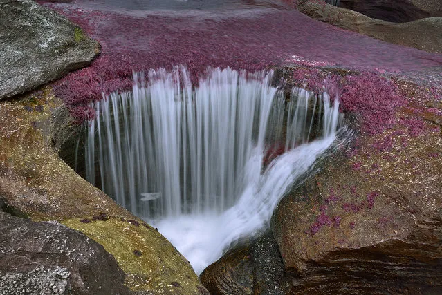 Water falls into a pit or “kettle” at the end of the rainy season, in August, when the water level finally decreases, in the Cano Cristales RIver in the Sierra de la Macarena in Colombia. It has become covered with a bright pink endemic aquatic plant, Macarenia Clavigera. (Photo by Olivier Grunewald)