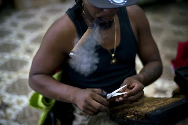 A roller puffs on a cigar while working at La Corona cigar factory in Havana, Cuba, March 2, 2017. Exports of Cuban stogies reached more than 430 million US dollars per year in 2016, with demand increasing both nationally and worldwide. (Photo by Ramon Espinosa/AP Photo)