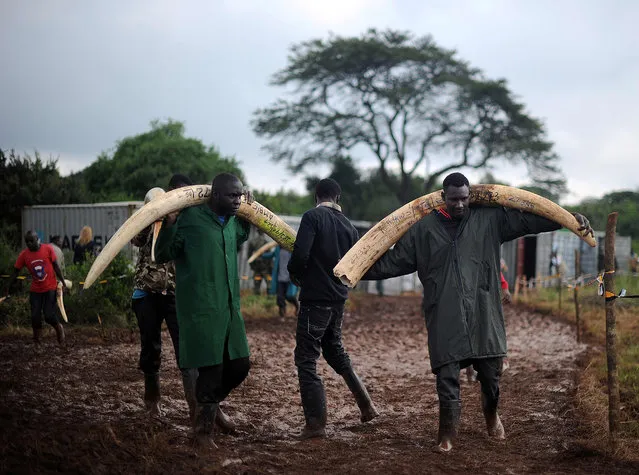 Volunteers carry elephant tusks to a burning site on April 22, 2016 for a historic destruction of illegal ivory and rhino-horn confiscated mostly from poachers in Nairobi's national park. Kenya on April 30, 2016 will burn approximately 105 tonnes of confiscated ivory, almost all of the country's total stockpile. Several African heads of state, conservation experts, high-profile philanthropists and celebrities are slated to be present at the event which they hope will send a strong anti-poaching message. (Photo by Tony Karumba/AFP Photo)