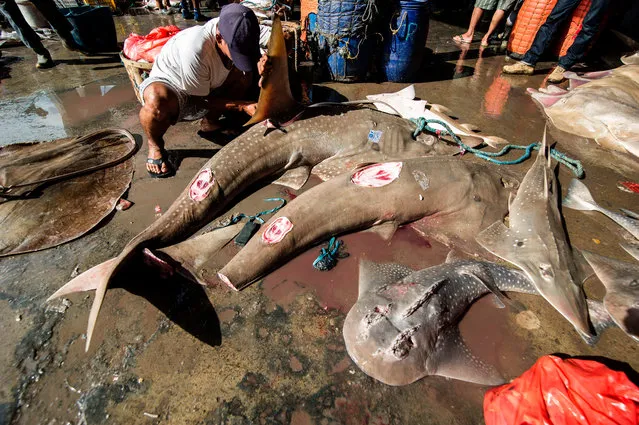 Indonesian fishermen process their catch which include sharks at a fishing village in Brondong, East Java on March 13, 2017. Indonesia, the world' s largest archipelago, ranks among the largest producers of aquaculture worldwide with the government setting a target to achieve 31 million tons of fish from the industry by 2019, a two- fold increase compared to the current yearly production, with an estimated value of 65.8 trillion rupiah (USD 28.67 billion). (Photo by Juni Kriswanto/AFP Photo)