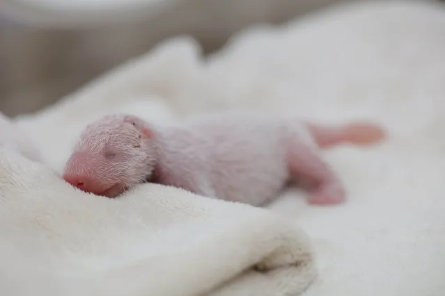 A newborn male giant panda cub is seen inside an incubator at a giant panda breeding centre in Chengdu, Sichuan Province, China, May 6, 2016. (Photo by Reuters/China Daily)