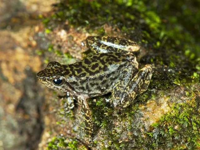 Biologists noticed dramatic decline in number of dancing frogs, during the 12 years in which they chronicled the species through morphological descriptions and molecular DNA markers. They breed after the yearly monsoon in fast-rushing streams, but their habitat appears to be becoming increasingly dry. (Photo by Satyabhama Das Biju/AP Photo)