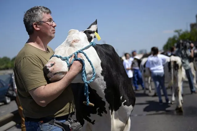 Hungarian dairy farmers protest in front of the Parliament in Budapest, Hungary, 23 May 2016. The protest was aimed against the low acquisition price of milk. (Photo by Tamas Kovacs/EPA)