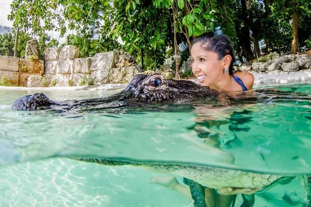 Assistant photographer Adriana Canargo swims with an alligator for the first time. (Photo by John Chapa/Barcroft Media)