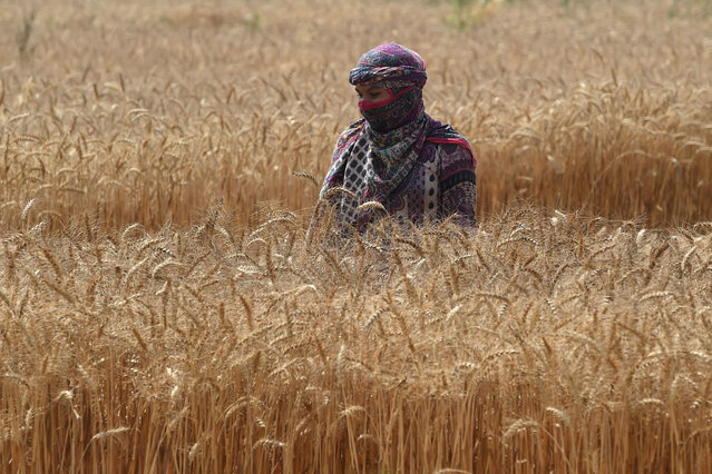 A farmer harvests wheat crop in a field on the outskirts of Lahore on April 14, 2022. (Photo by Arif Ali/AFP Photo)