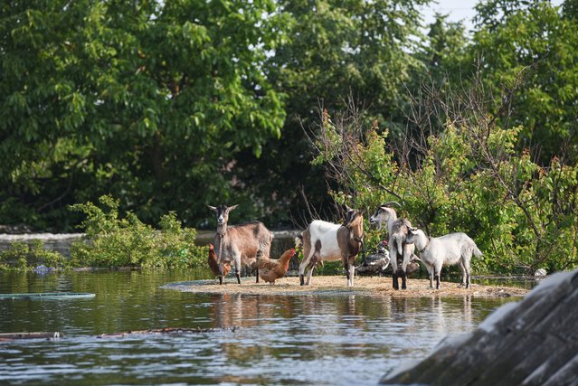 Animals stand at a flooded residential area in the town of Hola Prystan in the Kherson region, Russian-controlled territory, on June 8, 2023. People are being evacuated from the flooded residential areas by members of Russia's emergencies ministry and volunteers, following the collapse of the Nova Kakhovka dam. (Photo by Stringer/Anadolu Agency via Getty Images)