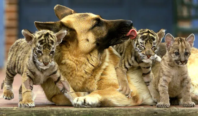 A Bengal tiger and cougar cubs sit with a german shepherd at a veterinarian's house in Sydney April 2, 2001. (Photo by David Gray/Reuters)