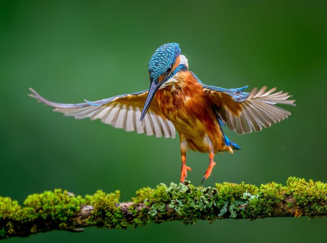 A kingfisher is poised beside the River Gipping in Stowmarket, Suffolk, UK early October 2024 (Photo by Ivor Ottley/Animal News Agency)