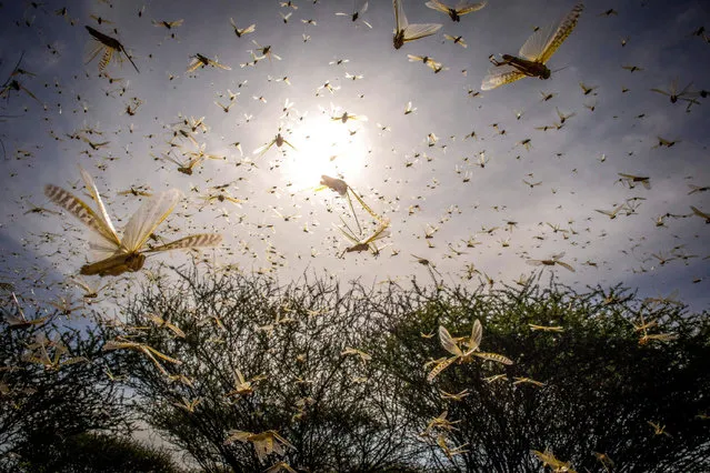 A handout photo made available by the United Nations Food and Agriculture Organization (FAO) shows desert locust swarm flying over a bush in Ololokwe, Samburu County, Kenya, 22 January 2020. Large swarms of desert locusts have been invading Kenya for weeks, after having infested some 70 thousand hectares of land in Somalia which the United Nations Food and Agriculture Organisation (FAO) has termed the “worst situation in 25 years” in the Horn of Africa. FAO cautioned that it poses an “unprecedented threat” to food security and livelihoods in the region. Local media reported on 22 January that large swarms of locusts have invaded parts of Kitui County, some 180km east of the capital Nairobi. (Photo by Sven Torfinn/EPA/EFE)