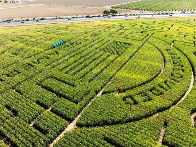 A drone view of one of the world's largest corn mazes at Cool Patch Pumpkins in Dixon, California, U.S. October 24, 2024. (Photo by Fred Greaves/Reuters)