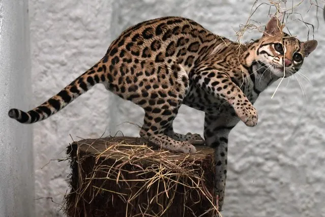 A leopard cub (Leopardus pardalis), is seen during its rehabilitation process, after being handed over to environmental authorities by a farmer, and the taken to the Wild Animal Rescue and Rehabilitation Unit of the National University, in Bogota on June 29, 2022. (Photo by Raul Arboleda/AFP Photo)