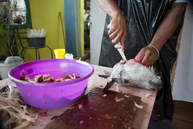 A man removes bones from the head of a goat during a Santeria ceremony in Caracas, Venezuela November 7, 2015. (Photo by Marco Bello/Reuters)