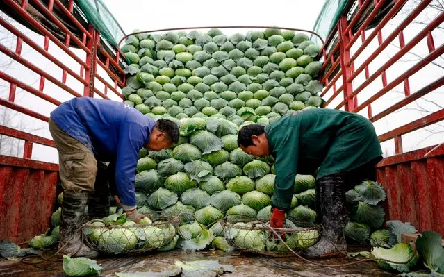 Farmers load cabbage on a truck after harvest at Huarong county in Hunan province, at the border of Hubei on March 5, 2020. (Photo by Noel Celis/AFP Photo)
