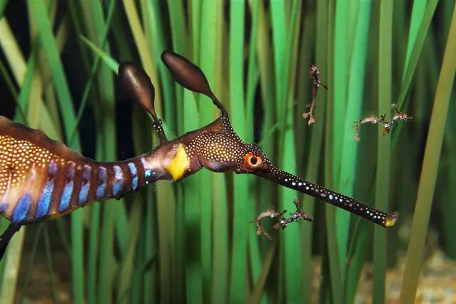 A male weedy sea dragon at the Monterey Bay Aquarium swims with some of his newly hatched babies in Monterey, Calif., on August 2, 2012. (Photo by Randy Wilder/AP)