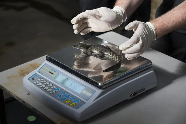 A 7 week-old 'Philippine crocodile' is weighed at 79g during the annual weight-in ZSL London Zoo on August 21, 2014 in London, England. The height and mass of every animal in the zoo, of which there are over 16,000, is recorded and submitted to the Zoological Information Management System. This is combined with animal measurement data collected from over 800 zoos and aquariums in almost 80 countries, from which zoologists can compare information on thousands of endangered species. (Photo by Oli Scarff/Getty Images)