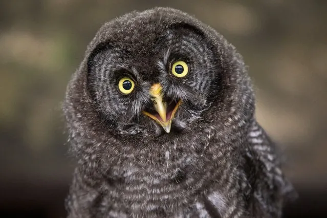 Eight-week-old great grey owl chick starts their flying school training at Scottish Owl Centre in West Lothian on August 8, 2022. Keepers are teaching the young bird how to fly to food like her parents would in the wild – and use bits of chicken to lure her. They said the curious youngster sometimes struggles to pay attention in class and would rather use her newfound freedom to explore. (Photo by Katielee Arrowsmith/South West News Service)